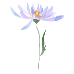 Obraz premium Watercolor flower aster