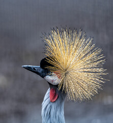 Fototapeta premium Afrikan Crowned Crane, a beautiful and majestic bird
