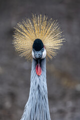 Fototapeta premium Afrikan Crowned Crane, a beautiful and majestic bird