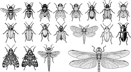 Detailed insect collection line art vector, vintage entomology illustration set, beetles flies bees moths dragonfly, hand drawn scientific bugs isolated for taxonomy design © Itz Nur