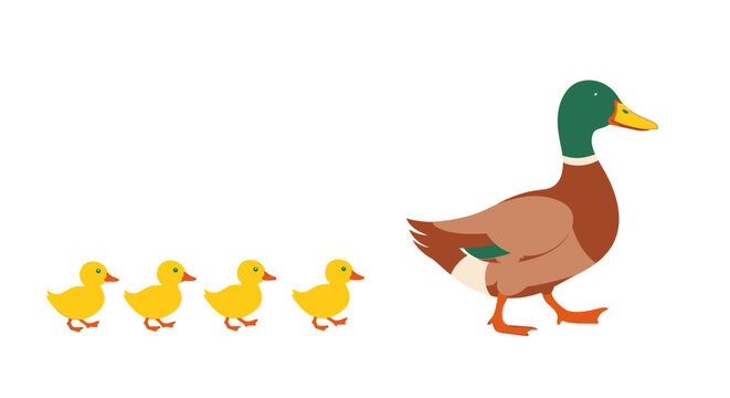 A mother duck leads her four adorable ducklings in a line