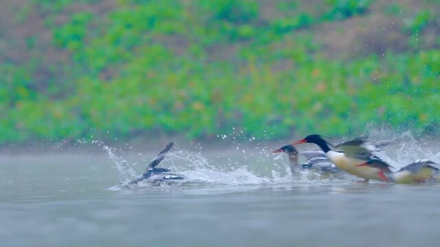 Intense Red-breasted Merganser Group Chasing Female Carrying Fish on Water