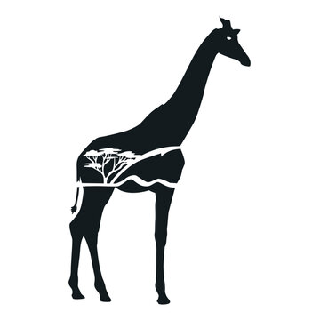 Savana jiraffe cut out