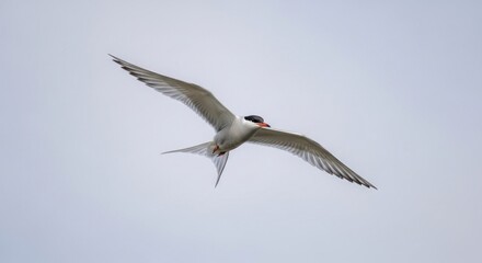 Obraz premium Arctic Tern flies against a cloudy sky with outstretched wings and forked tail