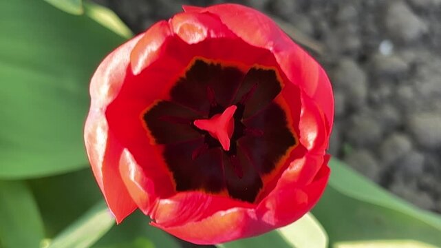 Detailed Close-Up of Red Tulip Blossom Center