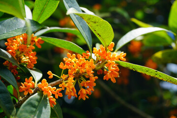 Fototapeta premium Blooming Orange Flowers with Laurel Leaves in Sunlight