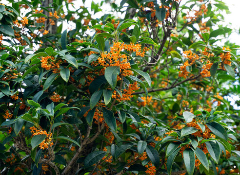 Blooming Orange Laurel Flowers on Tree in Fall