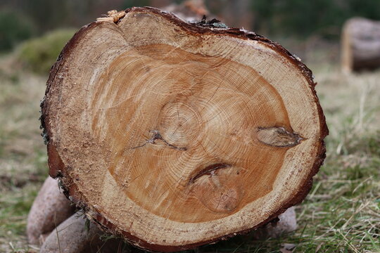 View through a cross section of a felled conifer tree