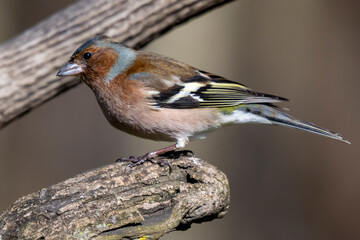 Fototapeta premium Fringuello (Fringilla coelebs)