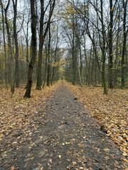  A picturesque forest path in autumn, covered with fallen yellow leaves, leading deep into a dense woodland under a cloudy sky. Peaceful autumnal nature scene.
