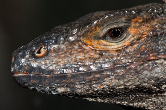 Closeup of a Black Spiny-Tailed Lizard found in Mexico and Central America