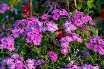 Obraz premium beautiful cluster (panicles) of purple-pink phlox flowers, widely cultivated and popular choice of gardeners. A cottage garden mainstay, phlox is named after Scottish botanist Thomas Drummond.