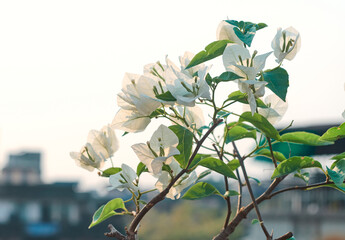 silvery white blooms of bougainvillea, a thorny, drought tolerant ornamental vines, loved for their...