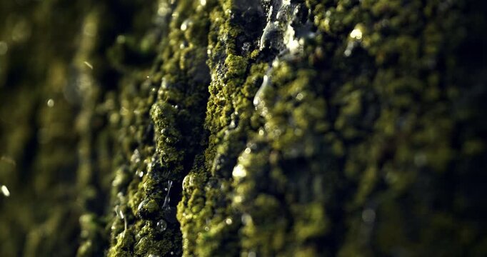 Slow Motion of Water Droplets Falling From Moss Covered Tree Bark Macro. Concept of Natural Forest Environment.