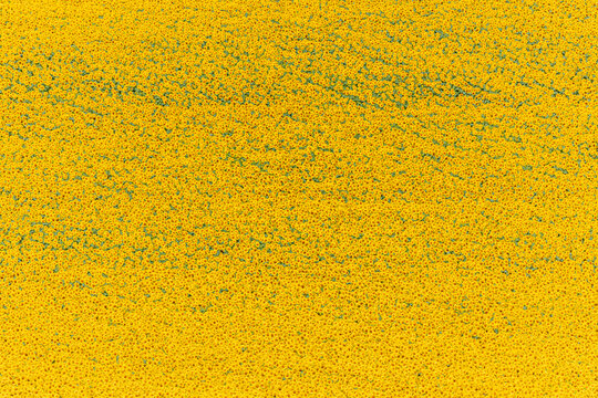 Full yellow sunflowers