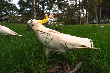 cockatoo eating grass in the wild © Noel