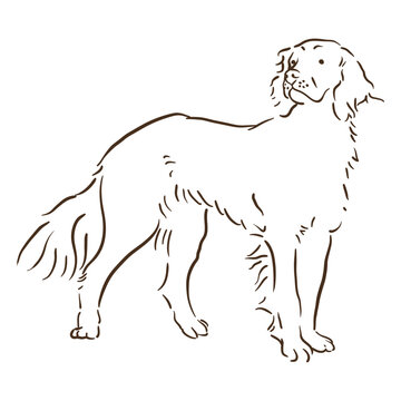Munsterlander stroke