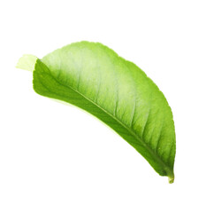Fresh green leaf of citrus plant isolated on white