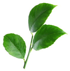 Fresh green leaves of citrus plant isolated on white