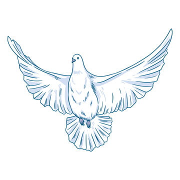A dove spreading its wings