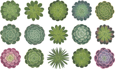 Top-down view of a variety of beautiful succulent plants, showcasing unique shapes and subtle color gradients, perfect for backgrounds.