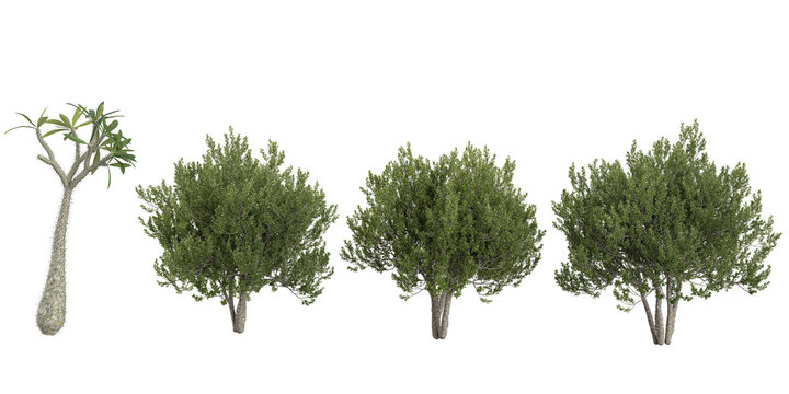 3d illustration of Hyphaene,Kiggelaria trees on transparent background