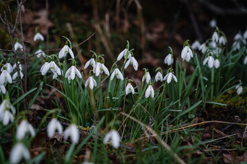 Fototapeta premium Snowdrop flowers growing in spring forest among fallen leaves and mossy wood in warm sunlight, natural seasonal landscape.