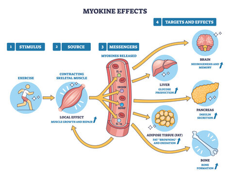 Myokine effects overview shows runner, muscle fiber, and organ targets, exercise triggers myokines (IL-6, irisin) linking muscle to brain, liver, fat, pancreas, bone. Outline diagram
