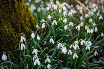 Obraz premium Snowdrop flowers growing in spring forest among fallen leaves and mossy wood in warm sunlight, natural seasonal landscape.
