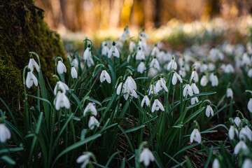Obraz premium Snowdrop flowers growing in spring forest among fallen leaves and mossy wood in warm sunlight, natural seasonal landscape.