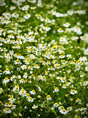 Chamomile flowers blooming in sunny meadow, white petals and yellow centers creating natural spring background