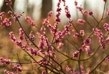 Wawrzynek wilczełyko (Daphne mezereum) kwitnący na przedwiośniu, różowe kwiaty na gałązce. © mycatherina