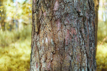 Fototapeta premium Weathered brown bark texture in forest setting