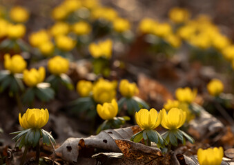 Ranniki zimowe (Eranthis hyemalis) kwitnące w lesie na tle suchych liści, zwiastuny wiosny © mycatherina