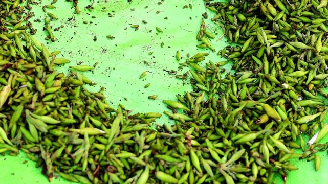 Slow Motion Shot of Green buds being piled on a green surface, freshly harvested for processing and sale at a local market at 180 fps High quality footage