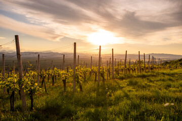 Fototapeta premium Vineyard sunset golden hour vine rows agriculture viticulture rural landscape countryside hills wine production oenology spring summer season romantic atmosphere