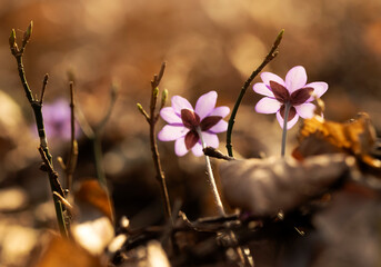 Fioletowy wiosenny kwiat - przylaszczka pospolita (anemone hepatica), makro kwiatów w lesie.  © mycatherina
