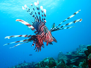 Red lionfish (Pterois volitans) hovering over coral reef, Similan Islands, Thailand