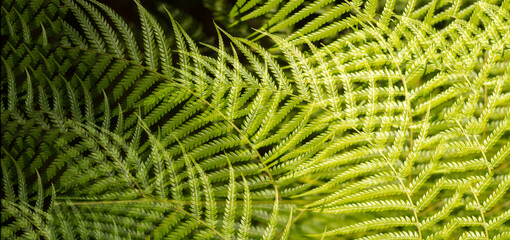 Frondas de helecho © lurialur