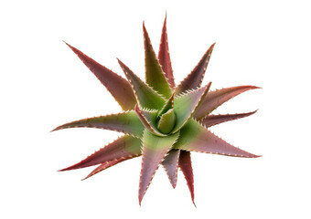 Obraz premium Aloe plant with green center and red leaf tips leaves