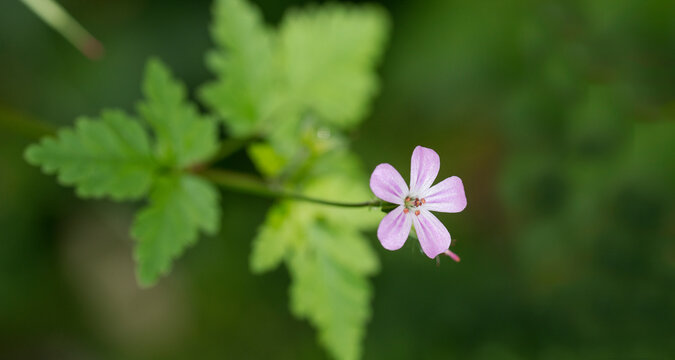Flor de hierba de San Roberto