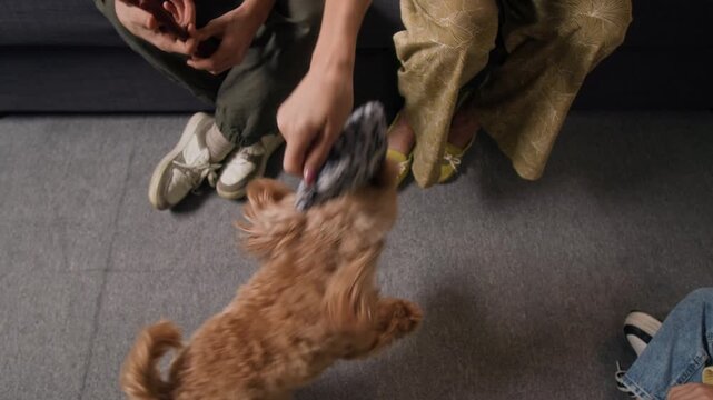 High angle view of unrecognisable woman playing with energetic maltipoo dog jumping up to grab bite toy, two kids watching