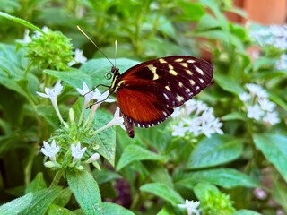 heliconius ismenius passion butterfly sitting on leaf Ismenius Tiger Tiger Heliconian Tiger-striped Longwing. 