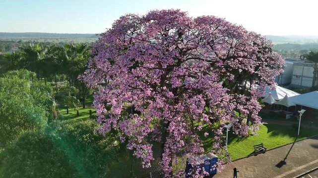 Cassilandia, Mato Grosso do Sul, Brazil - 04 05 2024: Silk floss tree in Sao Jose square