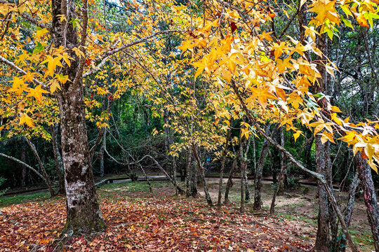 Acer saccharinum, commonly known as silver maple, creek maple, silverleaf maple, soft maple, large maple, water maple, swamp maple, or white maple. Campos do Jord&atilde;o, Brazil, 2019