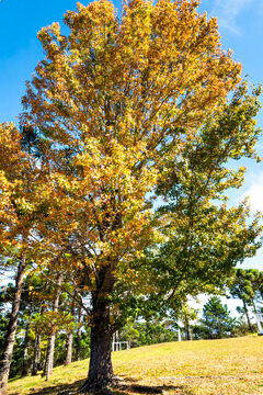 Acer saccharinum, commonly known as silver maple, creek maple, silverleaf maple, soft maple, large maple, water maple, swamp maple, or white maple. Campos do Jord&atilde;o, Brazil, 2019