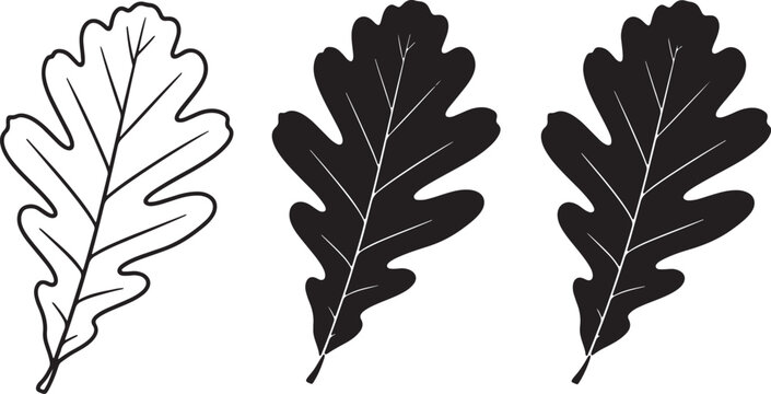 Three oak leaves in different styles black silhouette and outline also transparent background oak leaf