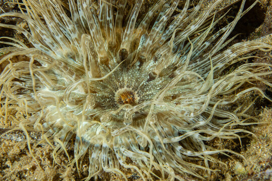 Translucent Beauty: A Trumpet Anemone (Aiptasia mutabilis) showing its patterned tentacles, Tamariu, Spain