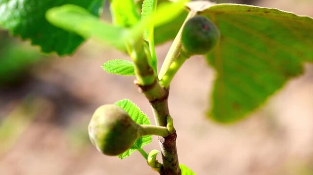 Slow Motion Macro Shot of Fig fruit growing on a fig tree branch with vibrant green leaves in warm sunlight at 180 fps High quality footage