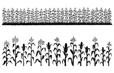 Naklejka premium Silhouettes of tall and short corn plants in organized rows with detailed leaves